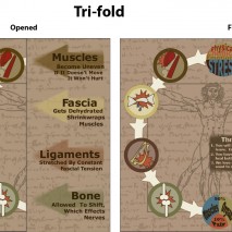 Brochure – Lorenzen Chiropractic Clinic Stress Cycle